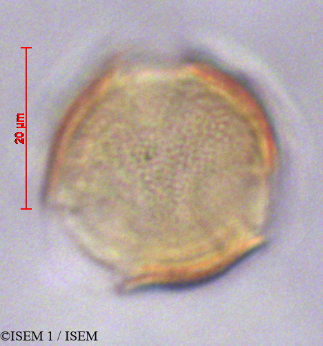 ISEM 1/Cinchona_lucumifolia_29128/Cinchona_lucumifolia_29128_0001(copy).jpg